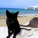 Mykonos Katzen (119)